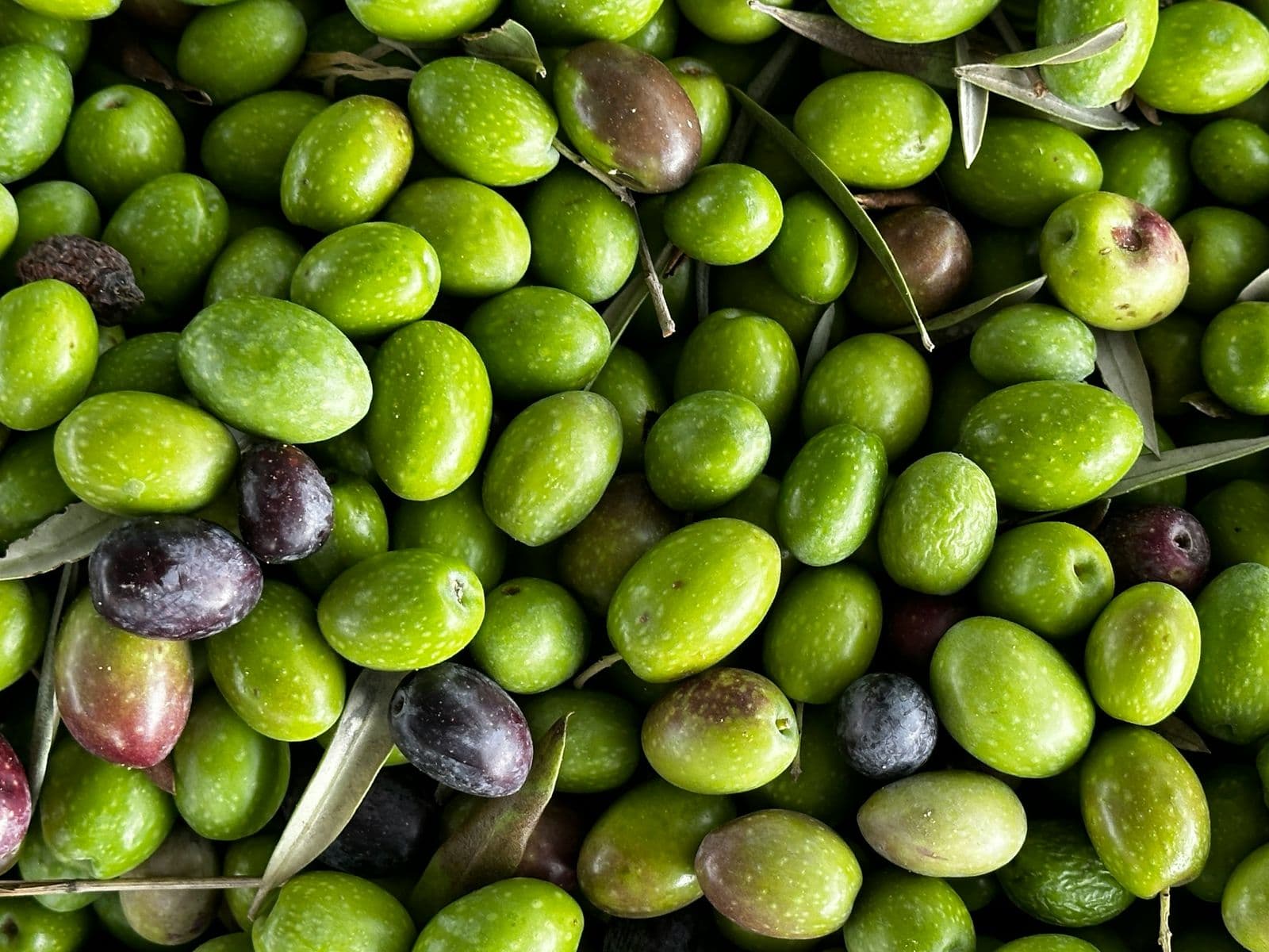 Aceitunas recién recogidas