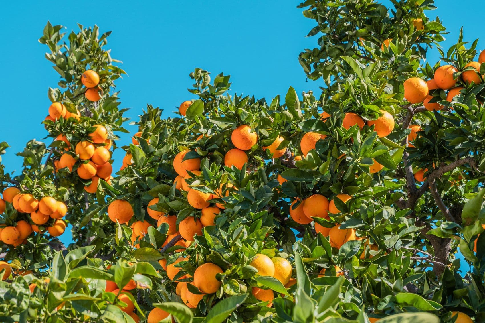 Naranjas maduras en el árbol